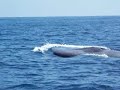 Donovan and Dad on fishing trip... no fish but plenty of whales up close and personal! Can a 24' boat survive the swipe of a blue whale? ...something to think about...