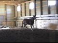 Eragon-2007 17hh CWB Gelding for sale