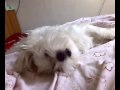 cane rabbioso