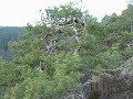 HONIGFELS - la dalle sommitale et le point de vue -