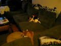 Puppy vs Kitten Round I