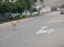ares pelota