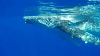 Nager avec des baleines, IN-CRO-YABLE !
