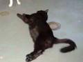 Adopt Moonshadow