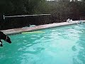 Diving Board dog
