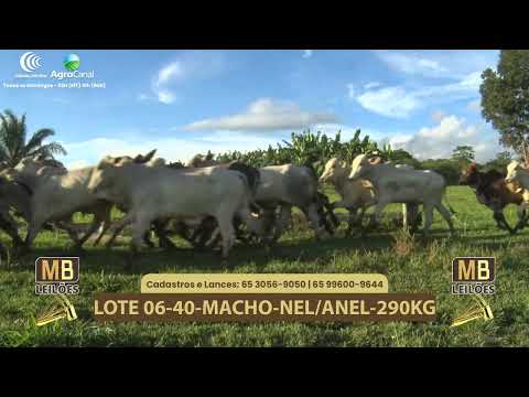 540� LEIL�O VIRTUAL MB LEIL�ES