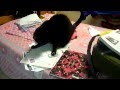 Cat Attack Agains a Lollipop