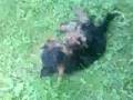 yorki