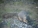 Red fox squirrel eating sunflower seeds Red fox squirrel eating sunflower seeds