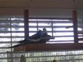Vocalizations Start & Stop Cockatiel Fights
