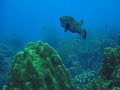 porcupine fish