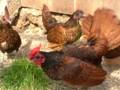 Poule de race Sebright