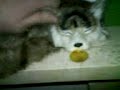 stuffed cat