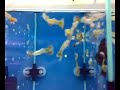 Guppy-Platinum Variegated Guppy-Platinum Variegated