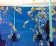 Guppy-Platinum Variegated