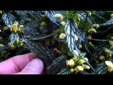 how to transplant sweet woodruff