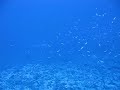 Elphinstone Reef Video