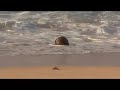 Surf Session Sneek Peek: #187 Aw-Nuts Surf Session Sneek Peek: #187 Aw-Nuts