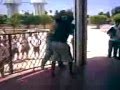 videos de squalos b.a