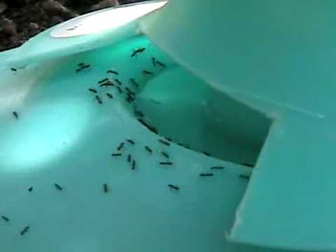 how to eliminate ghost ants