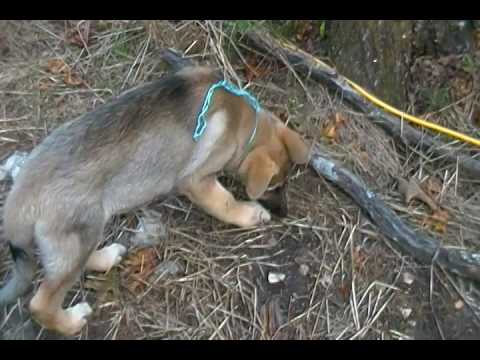 Tigerlilys Mr. Jupiter Breeze Silver Sable Male Puppy
