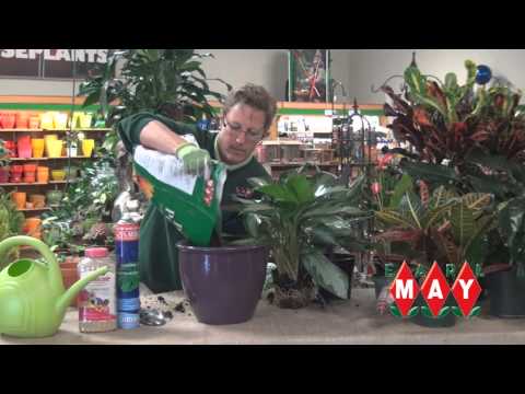 how to properly transplant a plant