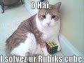 funny-cats-part-1-suscribe-for-more.html