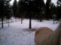 Callena Buddy Elk.MOV