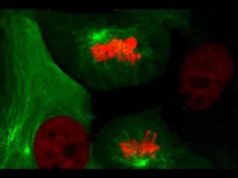 Time Lapse of Living Cells