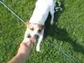 Spiky likes to play