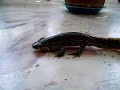 Gallipato (Pleurodeles Walt)