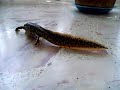 Gallipato (Pleurodeles Walt)
