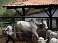 Fazenda Queimados - Gado Nelore