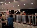 jorrie singing my worship is for real - wells cathedral cogic at mount zion cogic in elizebeth city north carolina.  wells cathedral mass choir, maestro billy on the organ, elder thimothy braggs on the keys, brandon blocker on the drums & the mount zion cogic band.