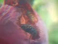 Bluebottle Fly And Wasp Feeding On A Plum