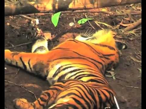 tigre