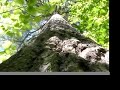 Canoeing Old Growth