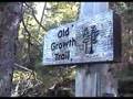 Canoeing Old Growth