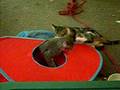 videos de Kittens vs. Tent