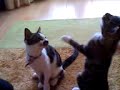 FRAPPUCHINO CATS
