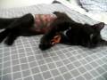 Gata doidona de catnip