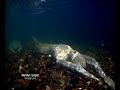 Statues underwater by Jason deCaires Taylor on ITV news