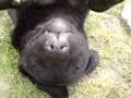 眠りイヌ動画