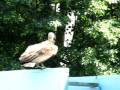 vultures @ the National Aviary -- Pittsburgh