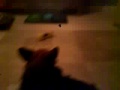 Puggle vs Fox