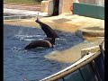 Orques du marineland - Sharkan