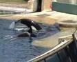 Orques-du-marineland