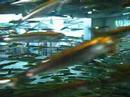 Monterey Bay Aquarium
