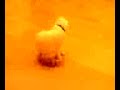 chat-de-didou.html