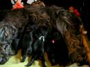 Dien en haar pups 2 Dien en haar pups 2